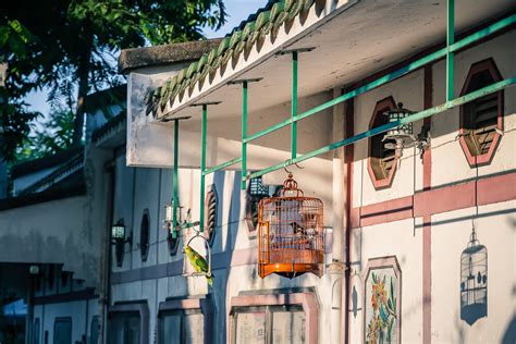 養雀仔|園圃街雀鳥花園